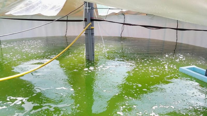 BALSA CRIADERO ALGAS (BIOREACTOR) PARA VENDIMIA SOSTENIBLE
